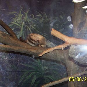 Banded Palm Civet ~ Outback Roadhouse