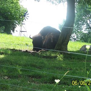 Clover the female American Bison ~ North America