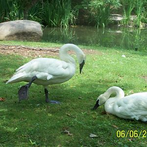 Trumpeter Swans ~ North America