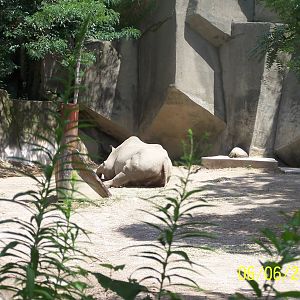 Eastern Black Rhinoceros ~ Pachyderm Building