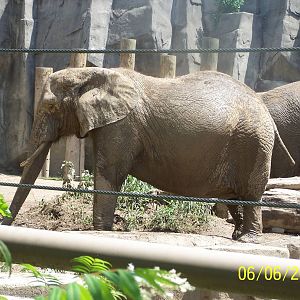 African Elephant ~ Pachyderm Building