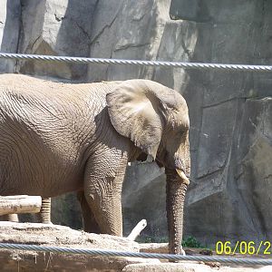African Elephant ~ Pachyderm Building