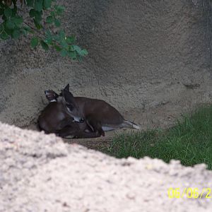 Tufted Deer ~ Asia Quest