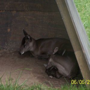 A Pair of Tufted Deer ~ Asia Quest