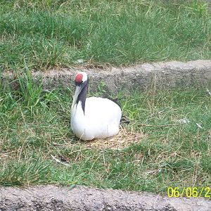 Red-Crowned Crane ~ Asia Quest