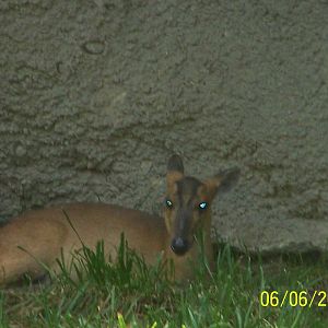 Reeve's Muntjac ~ Asia Quest