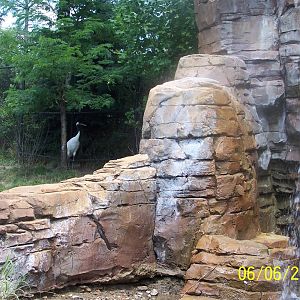 Red Crowned Crane and Waterfall ~ Asia Quest