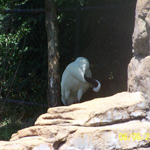 Red Crowned Crane ~ Asia Quest