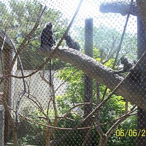 Silvery Leaf Langur Troup ~ Asia Quest