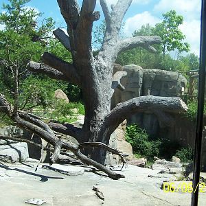 Outdoor Sun Bear Exhibit ~ Asia Quest