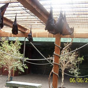 Malayan Flying Foxes ~ Asia Quest