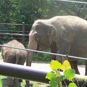 Beco and Phoebe ~ Pachyderm Building