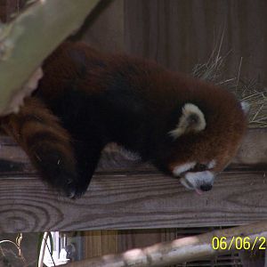 Red Panda ~ Asia Quest