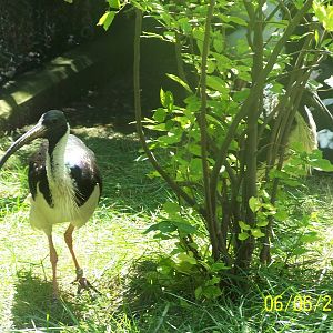 Straw-necked Ibis ~ Asia Quest