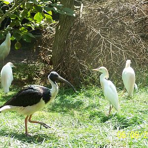 Straw-necked Ibis and Cattle Egrets ~ Asia Quest