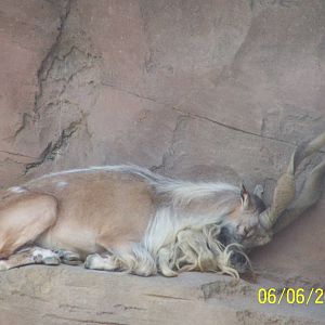 Lars the Male Turkmenian Markhor ~ Asia Quest.