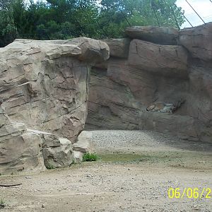 Turkmenian Markhor Exhibit ~ Asia Quest