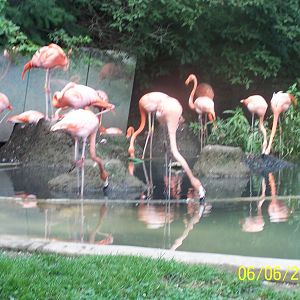 Caribbean Flamingo Flock ~ Shores
