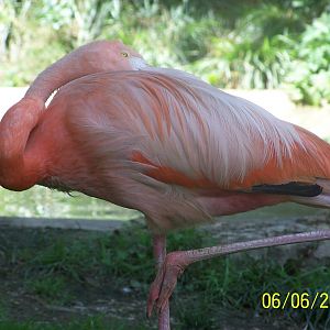 Caribbean Flamingo ~ Shores