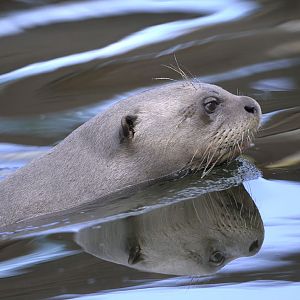 Giant otter