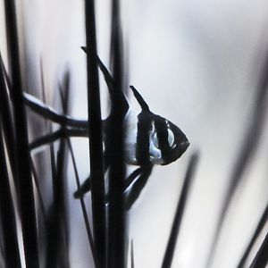Newly released Banggai cardinal fry among sea urchin spines