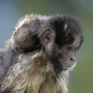 Buffy headed capuchin mother and infant