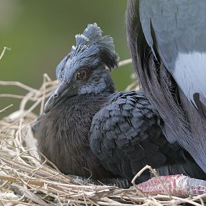 Victoria crowned pigeon chick