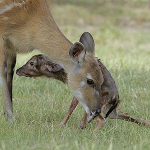 New born sitatunga calf 1