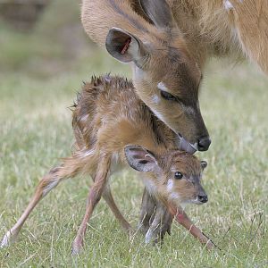 New born sitatunga calf 2