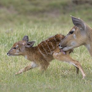 New born sitatunga calf 3
