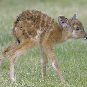 New born sitatunga calf 4