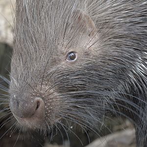 Africam crested porcupine