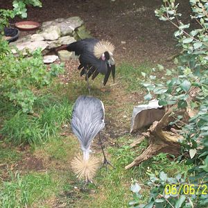 Grey Crowned Crane and Black Crowned Crane ~ African Forest