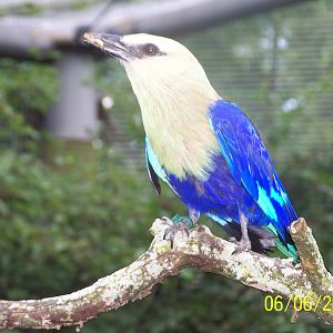 African Forest Aviary