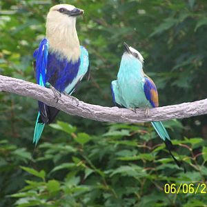 African Forest Aviary
