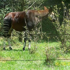 Miliki  ~ African Forest