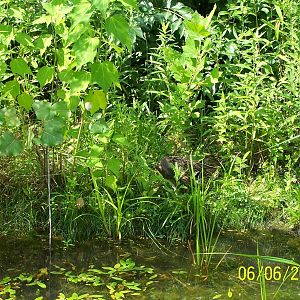 Habitat Hollow Pond ~ North America
