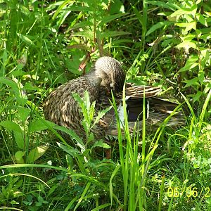 Mallard Duck ~ North America