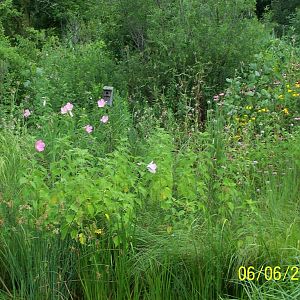 Habitat Hollow ~ North America