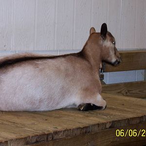 Nigerian Pygmy Goat ~ Barnyard
