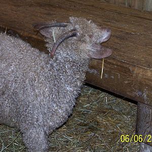 Angora Goat ~ Barnyard