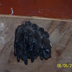 Fake Bats ~ Barnyard