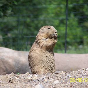 Prairie Dog ~ North America