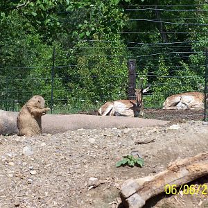 Prairie Dog and Pronghorn ~ North America