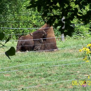 Clover ~ North America