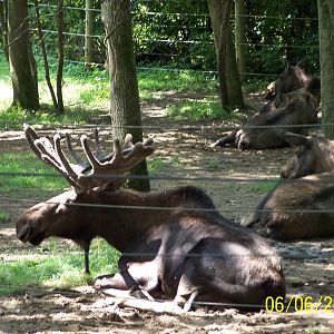 Moose ~ North America