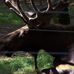 Bull Moose ~ North America