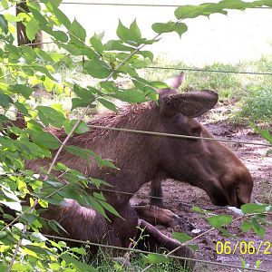 Moose Cow ~ North America