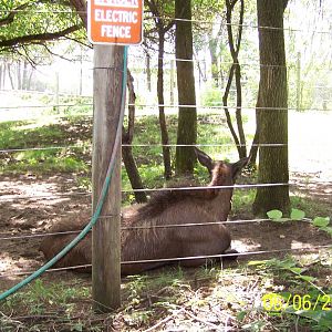 Moose Cow ~ North America