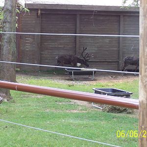 Reindeer Exhibit ~ North America